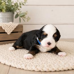 Crispin - Tri-color male Bernedoodle puppy in Atwood, Oklahoma from Luxe Doodle Haven