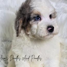 Champ - Blue merle and white male Sheepadoodle puppy in Cleveland, Georgia from Jam's Doodles And Poodles
