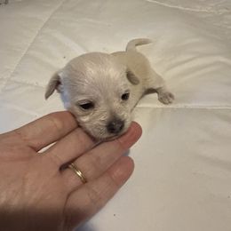 Winter - White Chihuahua puppy in Dover, Arkansas from Blue Chihuahuas of Arkansas