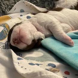 Lagotto Romagnolo Puppies from Joyful Heart