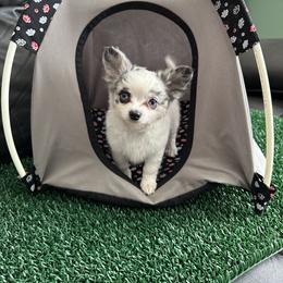 Chihuahua Puppies from So Sweet Chihuahuas