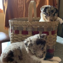 Australian Shepherds from Whitney Hill Aussies