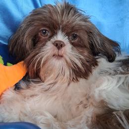 Prince - Chocolate and tan male Shih Tzu puppy in Sulpher Springs, Texas from Pams Precious Shih Tzus