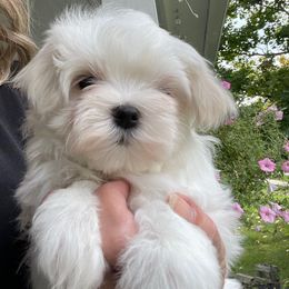 Girl 2 - White female Maltese puppy in Wilson, New York from Maltese By Valerie
