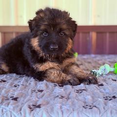 Xena-Girl 5 - Black and red female German Shepherd puppy in Watervliet, Michigan from Von Kingsburg Shepherds
