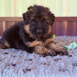 Xena-Girl 5 - Black and red female German Shepherd puppy in Watervliet, Michigan from Von Kingsburg Shepherds