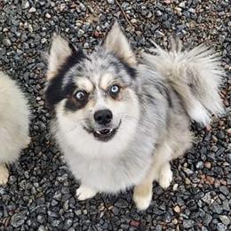 Dorian  - Pomsky