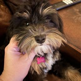 Lucy - Bernedoodle