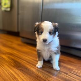 Skye (pink) - Sable and white female Shetland Sheepdog puppy in Mi   Clarkston, Michigan from Heslip Family Puppies