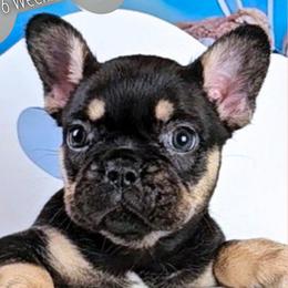 Girl 1 - Mary - Black and tan female French Bulldog puppy in Elberton, Georgia from Ioney's Southern Paws Shelties, Frenchies, and Yorkies