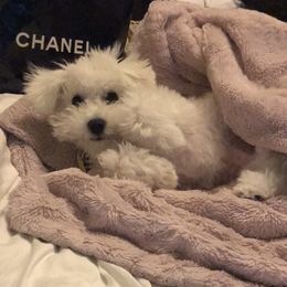 Gigi - Bichon Frise