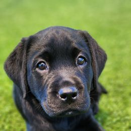 Labrador Retriever Puppies from Steele Caliber Retrievers