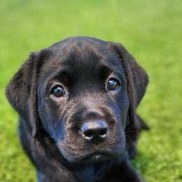 Labrador Retriever Puppies from Steele Caliber Retrievers