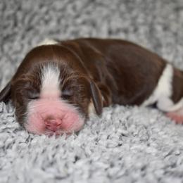 Lassie - Liver and white female English Springer Spaniel puppy in Chapmansboro, Tennessee from Balthrop Bend Farms