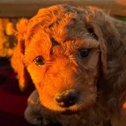 Cinnamon - Red male Aussiedoodle puppy in Riverside, California from Just Loving Doodles
