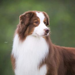 FLAMBÉ - Australian Shepherd