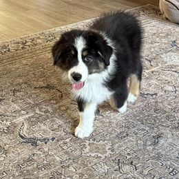 Australian Shepherd Puppies from Boundless Joy Aussies