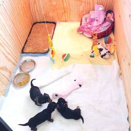 Dachshund Puppies from White River Valley Kennel