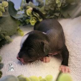 Chinese Crested Puppies from Crestie Charm Cottage