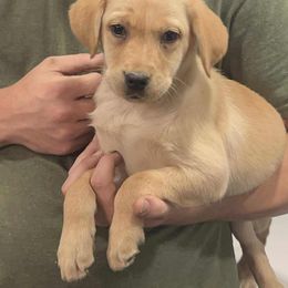 Ladybug - Yellow female Labrador Retriever puppy in Morriston, Florida from Penny Lane Labradors