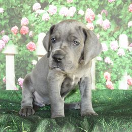 Great Dane Puppies from Indigo Blu Danes