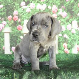 Great Dane Puppies from Indigo Blu Danes