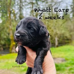 Wyatt Earp (Mini Size) - White and black male Bordoodle puppy in Mulino, Oregon from Korbella Farm