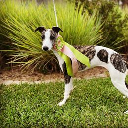 "Won Best in Show 4-6 puppy! " Whippet All Grown Up from Cheshire Whippets