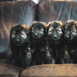 German Shepherd Puppies from Howixx German Shepherds