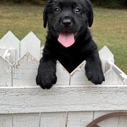 Black female u - Black female Labrador Retriever puppy in Edgefield, South Carolina from Backwoods Pond Labradors LLC