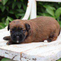 Marco - Red male Whoodle puppy in West Bend, Iowa from Blue Skies Terriers