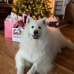 Samoyed All Grown Up from Stirling Silver Samoyeds