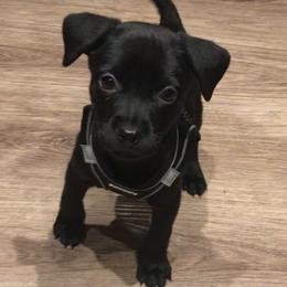 Diamond - Black female Chihuahua puppy in Mesa, Arizona from Sun Valley Chihuahuas & Malinois
