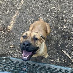 Cane Corso All Grown Up from Ironhide Cane Corso Italiano Kennels