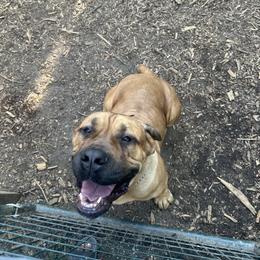 Cane Corso All Grown Up from Ironhide Cane Corso Italiano Kennels