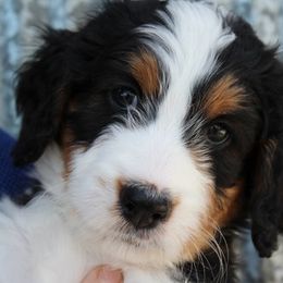 Bernedoodle Puppies from Flat Creek Bernedoodles