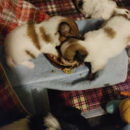 Papillon Puppies from Longwing Kennel