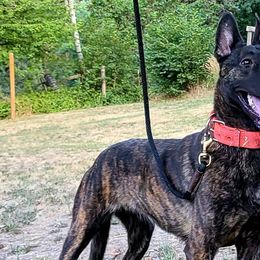 Belgian Malinois, Dutch Shepherds, and German Shepherds from VANDERLINDEN.POLITIEHONDEN