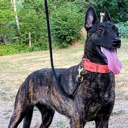 Belgian Malinois, Dutch Shepherds, and German Shepherds from VANDERLINDEN.POLITIEHONDEN