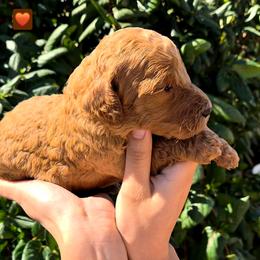 Red Collar - Red  male Poodle puppy in El Paso, Texas from Paws Of Beauty
