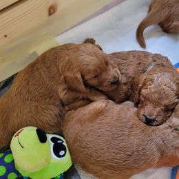 Goldendoodle Puppies from Dream Doodles