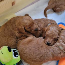 Goldendoodle Puppies from Dream Doodles