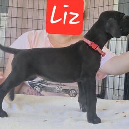 Liz - Black female Great Dane puppy in Longview, Texas from Lazy A Danes