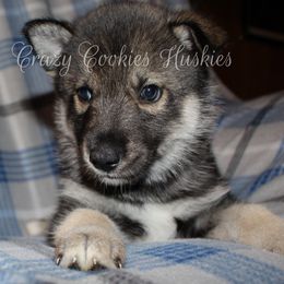 Siberian Husky Puppies from Crazy Cookies Huskies