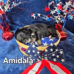 Amidala - Black tri-color female Australian Shepherd puppy in Smithfield, Utah from Invictus Farms