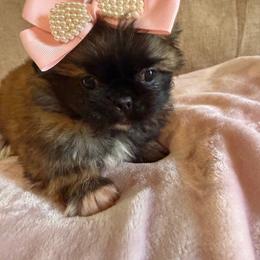 Suger - Fawn sable female Pekingese puppy in Apex, North Carolina from Happy puppies