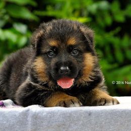 German Shepherd Puppies from von Nadar German Shepherds