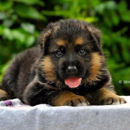 German Shepherd Puppies from von Nadar German Shepherds