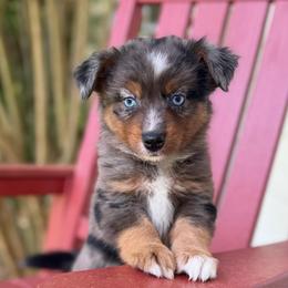 BoPeep - Blue merle female Miniature Australian Shepherd puppy in Buchanan, Georgia from Stanleyville Farm Mini Aussies