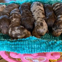 Aussiedoodle and Australian Shepherd Puppies from RoseWest Farms